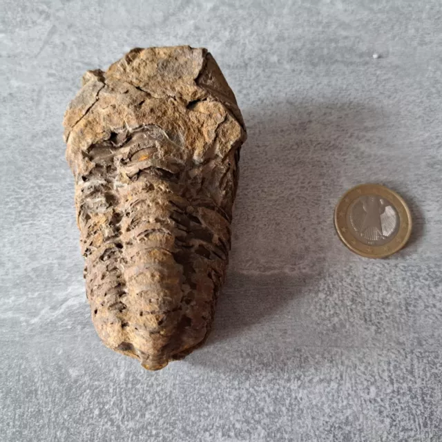 Trilobit Flexicalymen Fossil Ca 520 Mio JAHRE B