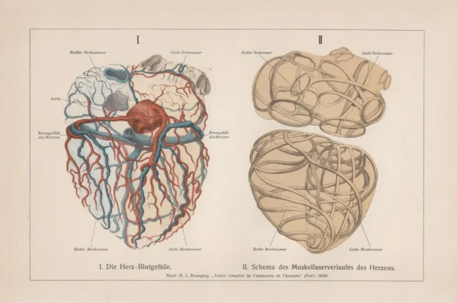 Herz Blutgefäße Mensch Muskelfaserverlauf Herz LITHOGRAPHIE von 1911