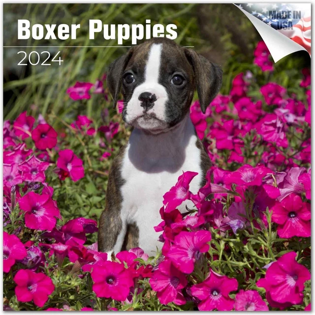 2023 2024 BOXER Puppies Calendar - Dog Breed Monthly Wall Calendar - 12
