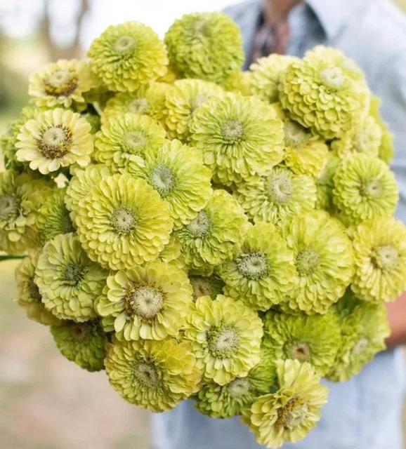 30 Seeds Lovely Giant Envy Zinnias Seeds Fastest Germinating Seeds Fastest Germi