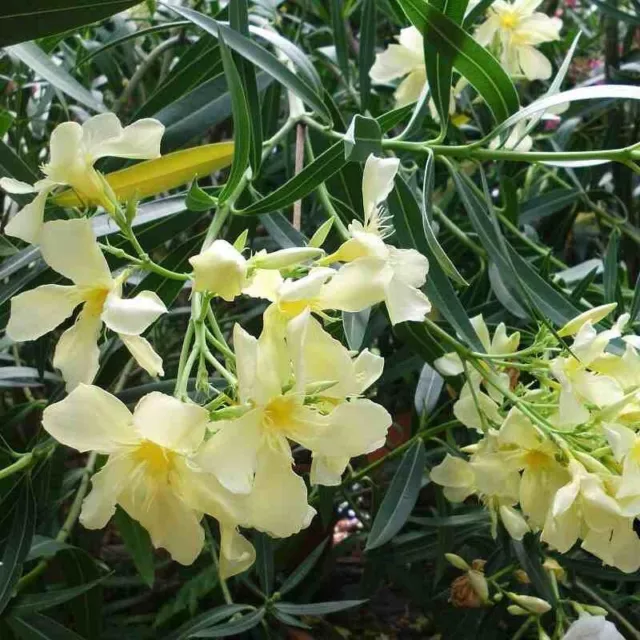 Nerium oleander 'Souvenir des Iles Canaries' - Laurier rose à fleurs jaunes