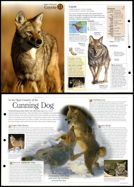 COYOTE #71 MAMMALS - Discovering Wildlife Fact File Fold-Out Card £1.99 ...