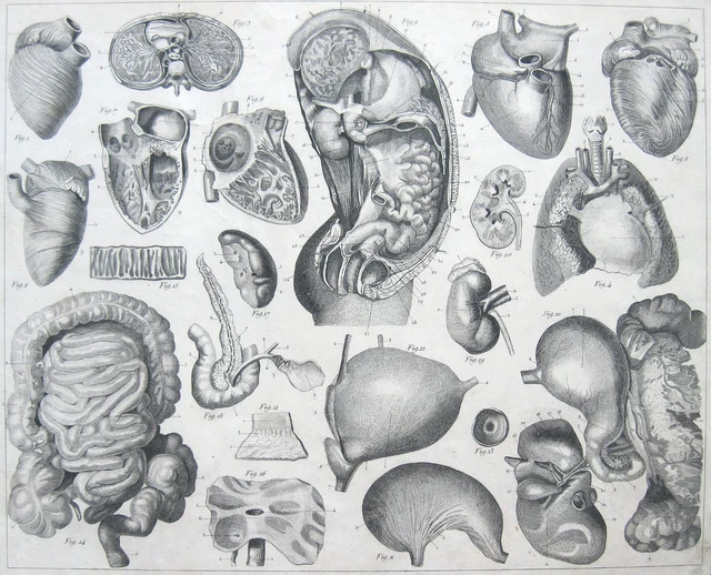 ANATOMIA DEL CORPO Umano Organi Interni Intestino Cuore 1850 Henry