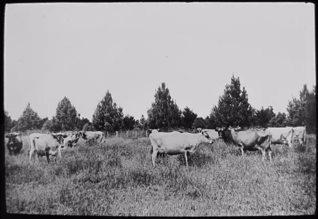 Linterna Mágica de Vidrio JERSEY ORDEÑADORES C1910 FOTO NUEVA ZELANDA AGRICULTORES VACAS