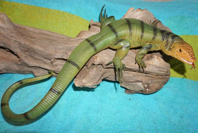 TEGU LIZARD REPLICA - Green - AAA Realistic PVC $50.69 - PicClick AU