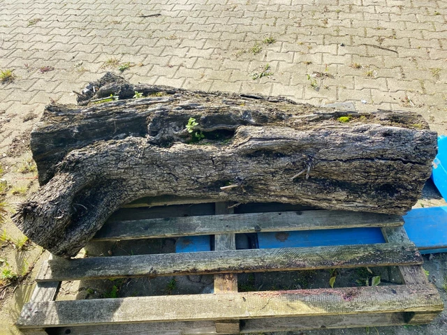 Olivenholz, Olivenstamm, Holz zum Basteln, Schnitzen, Drechseln, 160 KG 