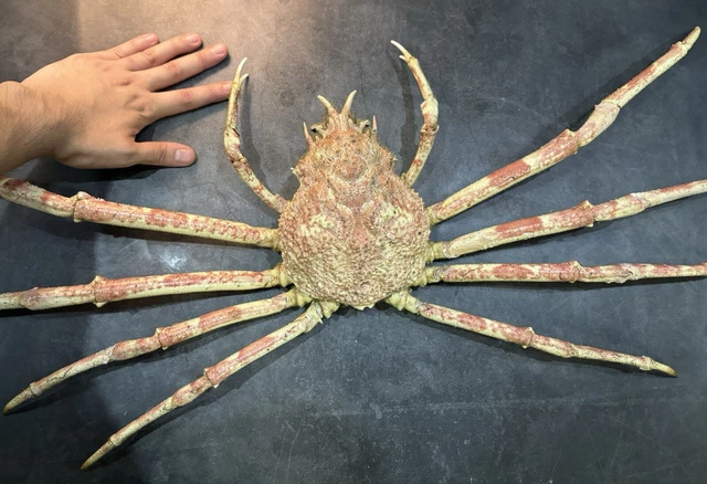 Hapese Rere RARE MUSEUM LARGE filled Giant japanese spider crab taxidermy £455.00 ...