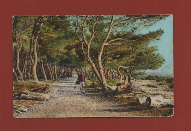 Ile Sainte Marguerite - Allée Da Abeti (C2915)