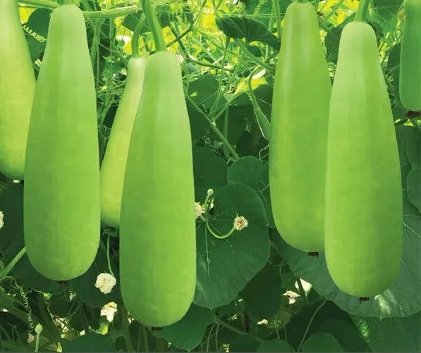 UK Gardener Hybrid Bottle Gourd Zucca LAUKI Dudhi Bangladeshi Kodu Lau 6 Seeds W