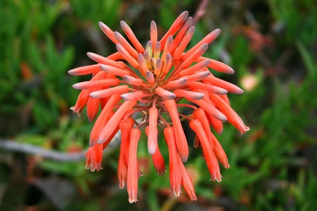 Aloe Kelly Griffin FOR SALE! - PicClick