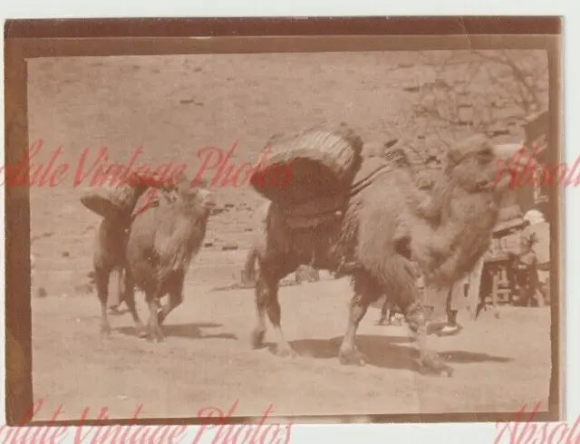 Old Photo Chinese Camel Transport Peking / Beijing China Vintage C.1920