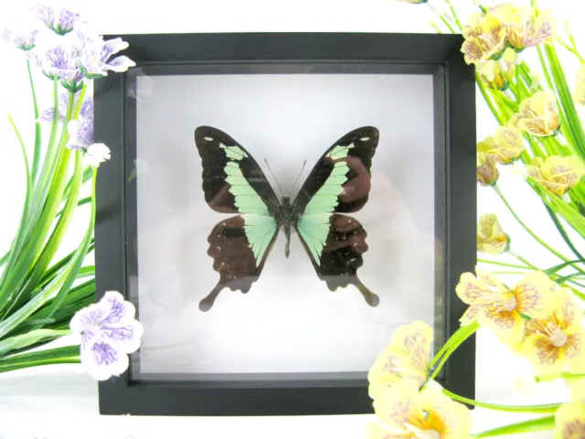 Pomme - beau papillon réel, conservé dans la vitrine 3D - qualité musée