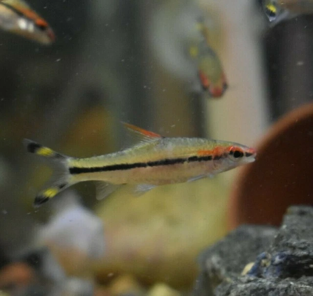Live 2.5-3" Denison Barb Roseline Shrk (Pack of 3 Aquarium Fish) *PLS READ DESC* 5