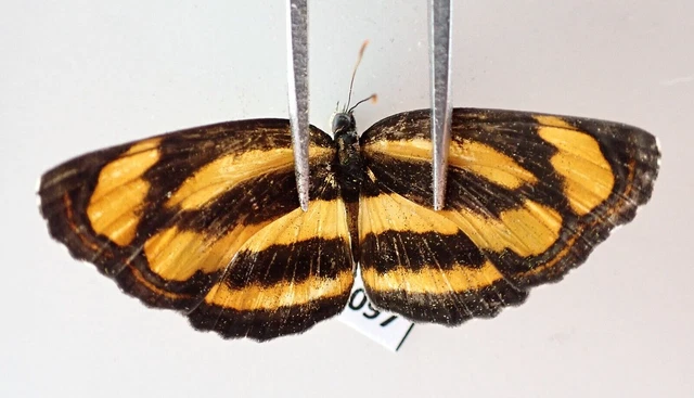 N19097. Unmounted butterflies: Nymphalidae sp. Vietnam. Nghe An