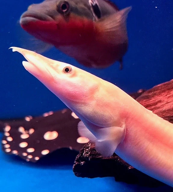 Tropical Eel FOR SALE! - PicClick UK