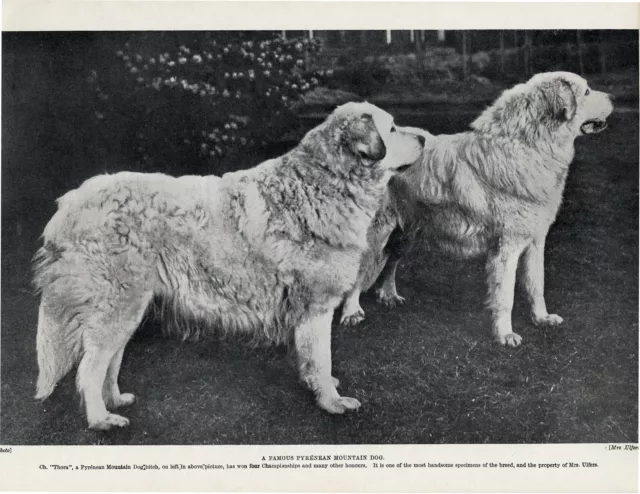 Great Pyrenees Pyrenean Mountain Named Champion Dogs Old 1934 Print