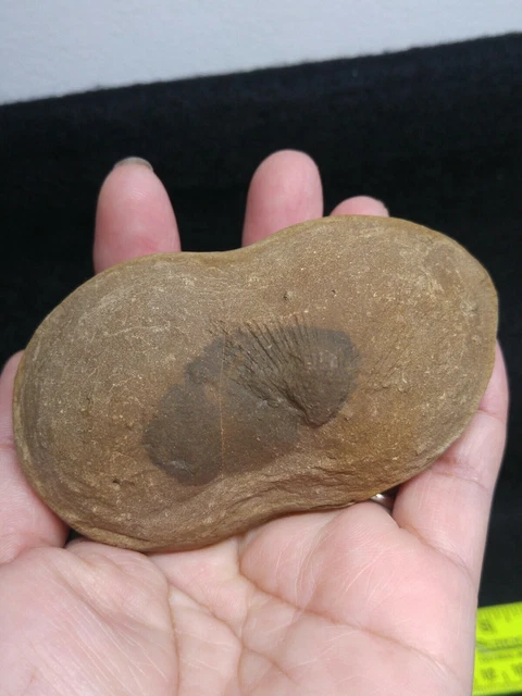 Native American Doll Looking Stone With Petrified Shell