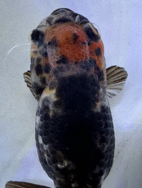 LIVE pond goldfish  Fish~ Goldfish Ranchu goldfish koi pond 4 Inch
