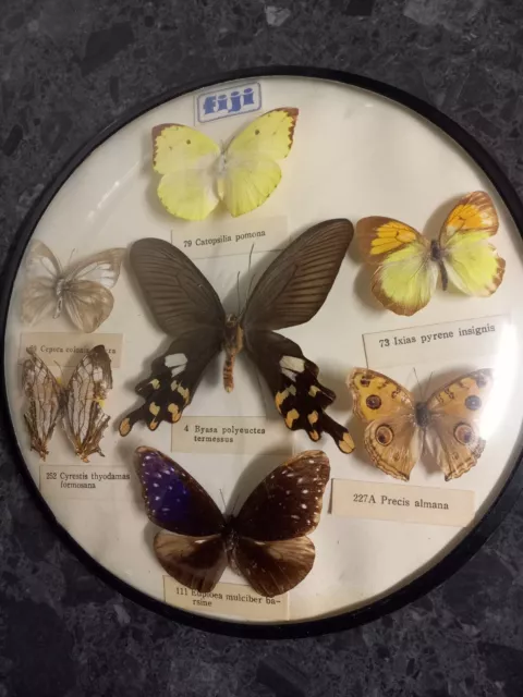 7 Fiji Butterflies Taxidermy  Entomology Lover Real Dried Specimen Butterfly