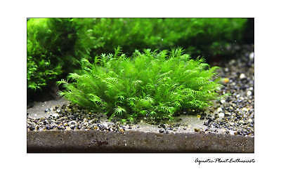 Live Aquarium Plants / Moss on Mesh / Easy / All Species / Buy 3 get 1 free 2