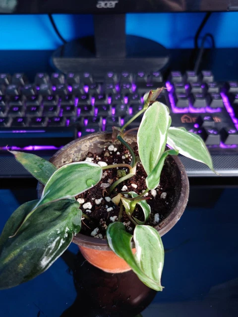 zombie plant The Zombie Plant Seed Pack