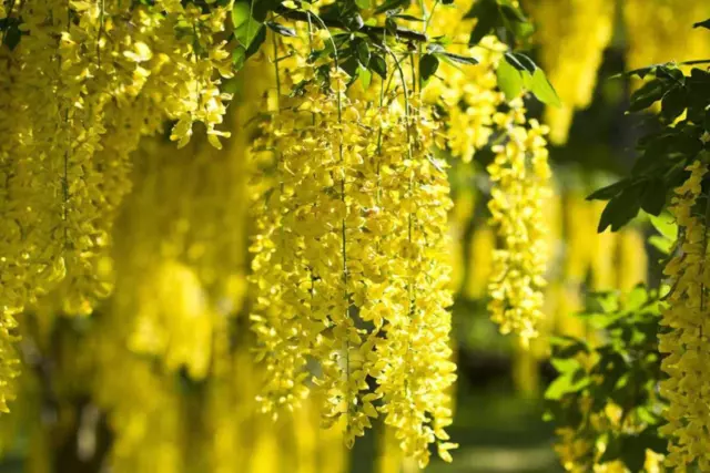 Laburnum anagyroides - maggiociondolo (15 semi) -