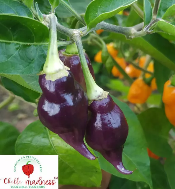 Chilli Pink Tiger x Ghost Yellow Amazing Pepper Sustainably Grown in OZ 10 Seeds 3