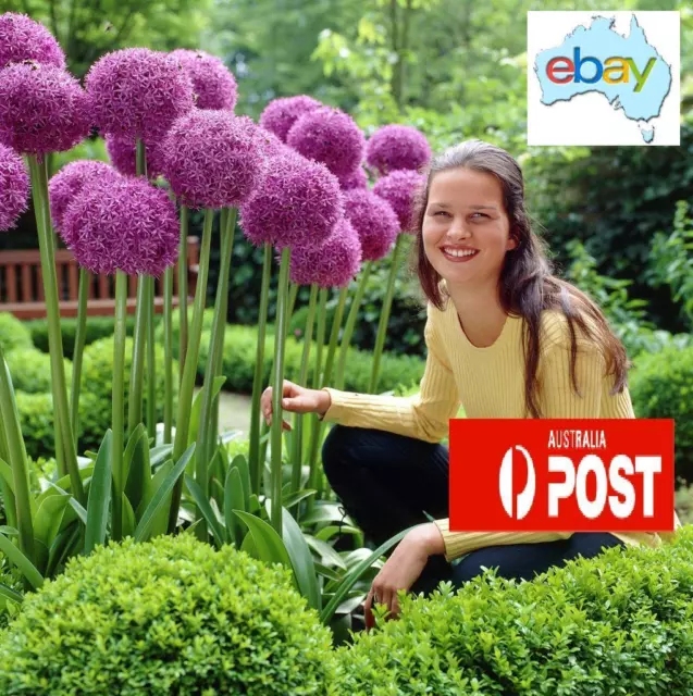 Giant Purple Allium Giganteum 20 X Seeds