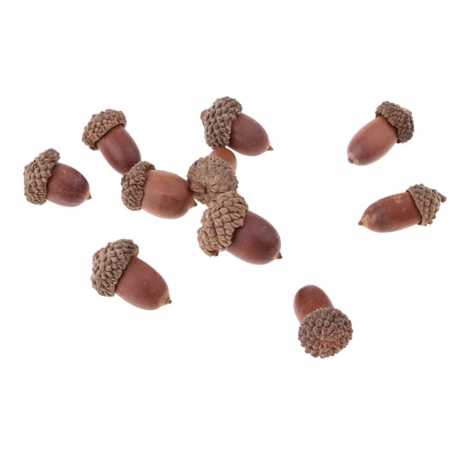 10 Pieces Rustic Real Natural Dried Acorns Baubles Christmas Tree Accents Table