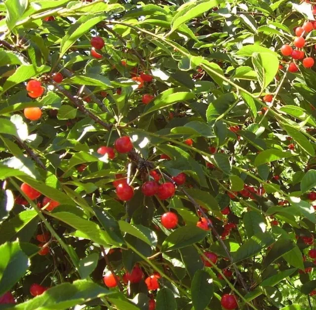 Alberi da frutto Amarene pianta da Frutta Amarene Albero