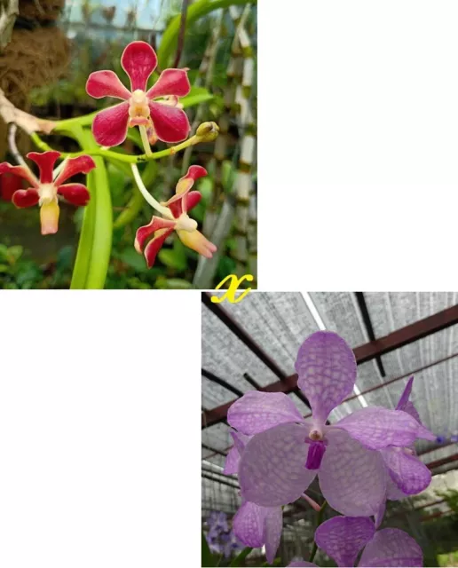 Orquídea Orquídea Vanda mariae x Vanda coerulea Rosa (6 Pr)