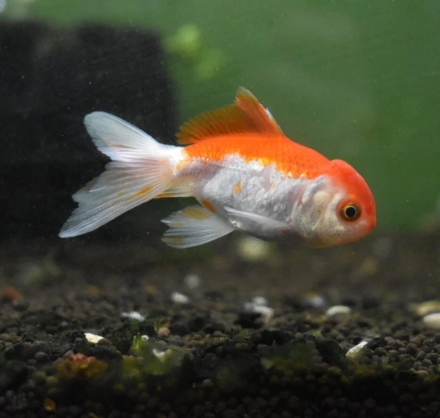 Live Oranda Fancy Goldfish (1.5-2" Freshwater Aquarium Fish)  *PLS READ DESCR* 3