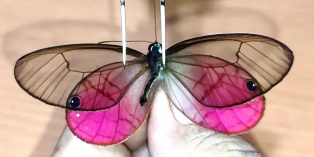 NYMPHALIDAE/Satyrinae Cithaerias aurorina, male    N°A293   Loreto Region PERU