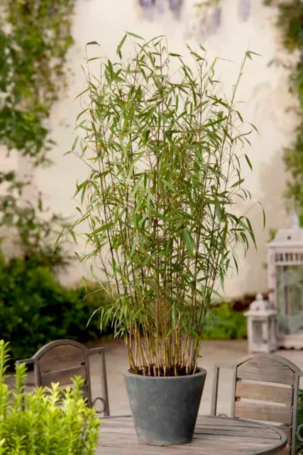 Fargesia Asian Wonder | Upright Evergreen Bamboo Garden Plant in 14cm Pot