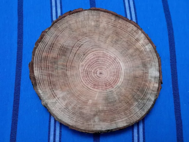 Sottopentola fetta di tronco albero naturale sotto pentola presina legno sughero