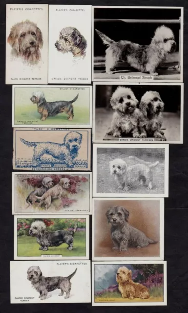 12 Different Vintage DANDIE DINMONT TERRIER Tobacco/Cigarette/Tea Dog Cards Lot