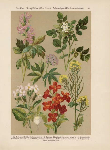 Winterkresse Watercress Zahnwurz Gold Lacquer Corydalis Solida Lithography From
