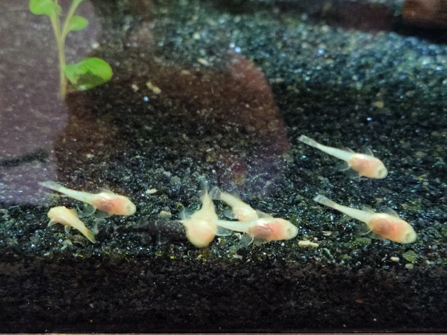 3 Albino bristlenose pleco .5 To .75 In Size Plus Free 7" pleco cave 3