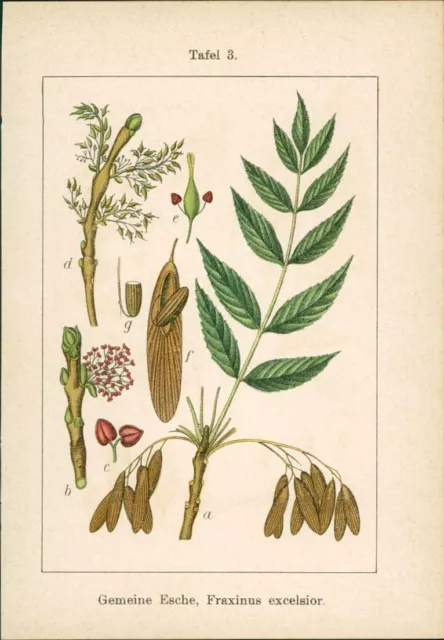 Lithographie : Gemeine Esche, Fraxinus excelsior. Biberklee, Menyanthes trifolia