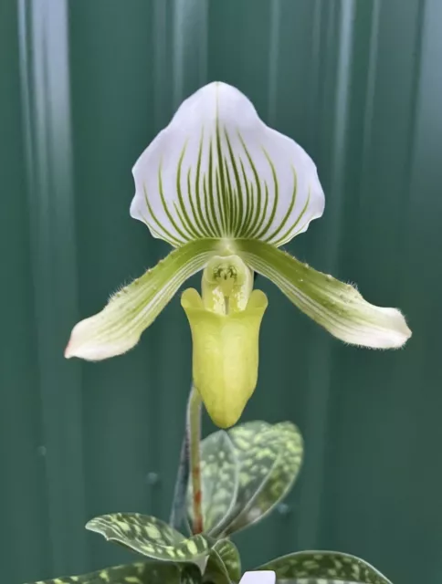 Orchid Paphiopedilum  Yi Ying 'Green Coral’ - Slipper orchid - Seedling