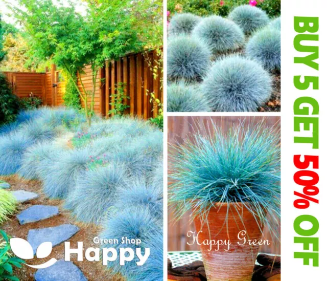 BLUE FESCUE - Festuca Glauca - 300 SEEDS - PERENNIAL COMPACT ORNAMENTAL GRASS