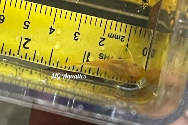 L144 Blue Eye Lemon Bristlenose Pleco Single 1.5-1.75 inch  Unsexed