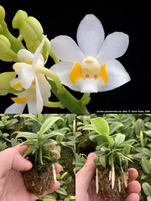 RON Orchid Phalaenopsis Phal. pulcherrima alba SPECIES RARE 40mm pot size