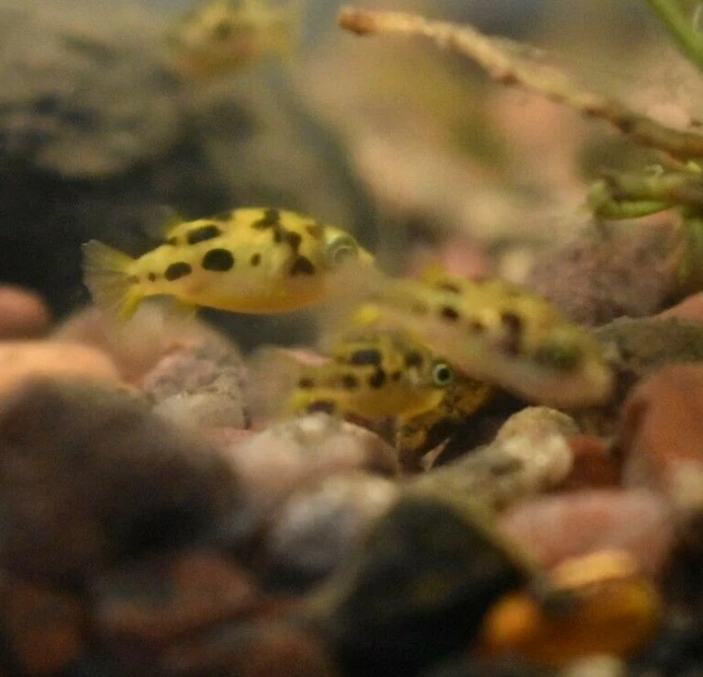 Live Indian Dwarf Pea Puffers *Pack of 3 Freshwater Nano Fish* (PLS READ DESCR) 6