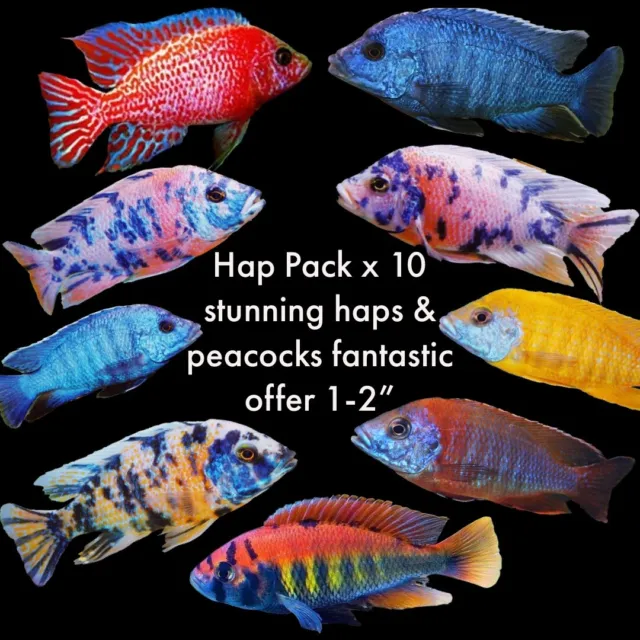 10 X Assorted mixed Malawi Haps & Peacocks Cichlids 🔥🔥 Stunning Juveniles