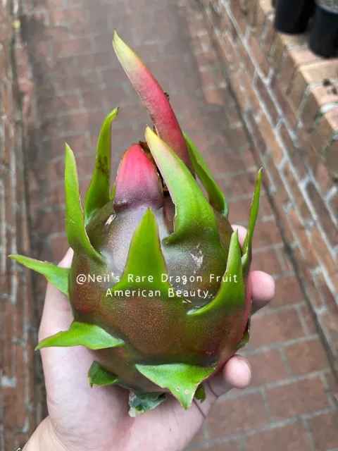 (Purple) Rare dragon fruit plant with roots - American Beauty
