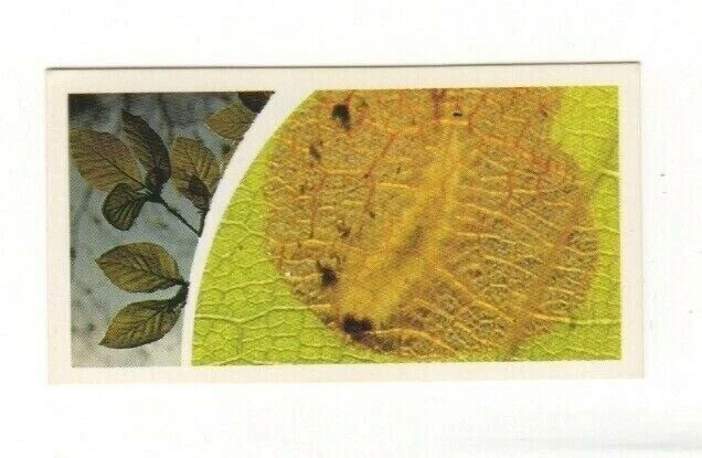 Brooke Bond Microscopic Images 1981 Beech Leaf