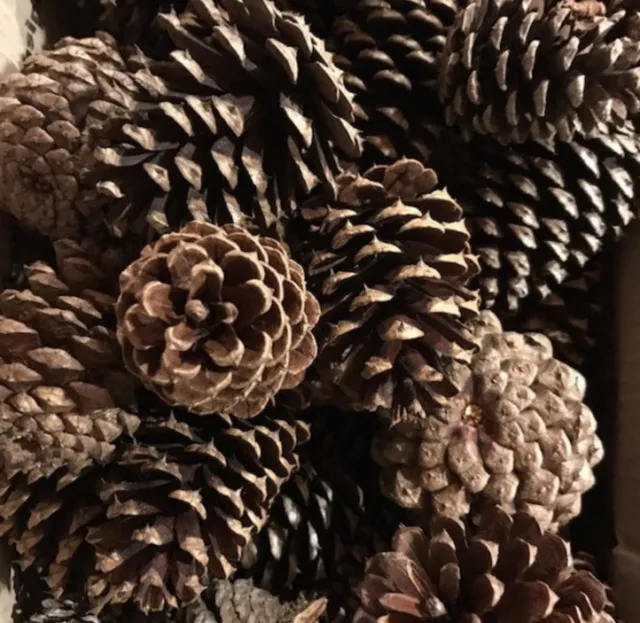 25 conos de pino artesanales tamaños mixtos de Arkansas