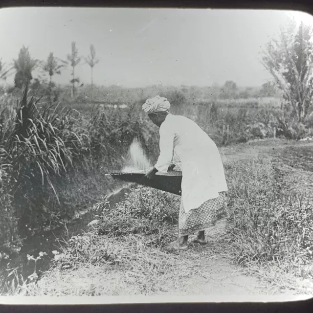 Vtg Magic Lantern Glass Slide Photo Sumatra Separating Rice