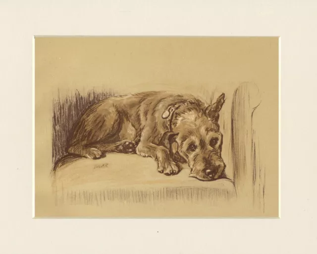 IRISH TERRIER LOVELY 1937 DOG ART PRINT by MAC LUCY DAWSON READY MOUNTED